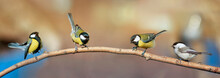 Four Beautiful Little Birds Of Tits Sitting On A Branch In Sunny Garden