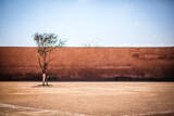 Fototapeta Sawanna - Lonely dry tree in front on an old wall against blue sky