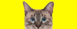 © Viorel Sima - Eager domestic cat looking forward curiously
