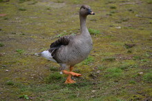 Country Goose On The Grass