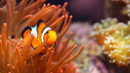 Wall Mural - Amphiprion ocellaris clownfish in marine aquarium. Sea anemones and corals in the background. Colorful pattern, texture, panoramic underwater view. Concept art, graphic resources, macro photography