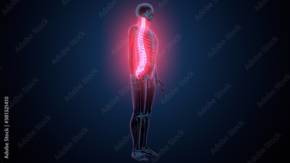 3d render of human body spinal bone anatomy Stock Illustration | Adobe ...