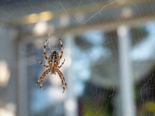 The spider climbs on the web