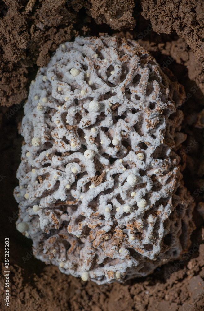 Termites Under Rocks Image of Termites fungus gardens (Fungal Ball) of the fungal growth ...