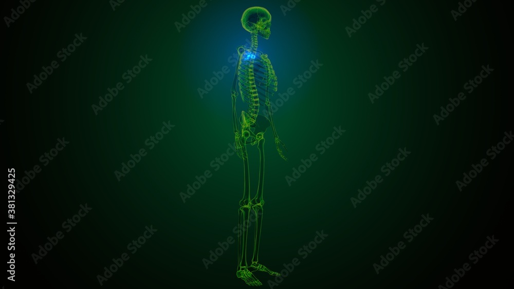 3d render of human skeleton thoracic vertebrae bone anatomy Stock ...