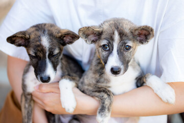 飼い主に抱かれた2匹の子犬