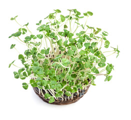 Wall Mural - Sprouted basil seeds microgreens