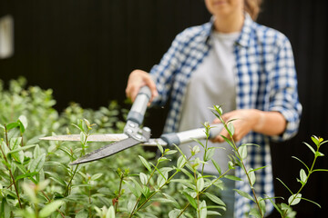 Wall Mural - gardening and people concept - woman with pruner or pruning shears cutting branches at summer garden