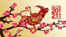 Chinese New Year Ox 2021 Background Blooming Sakura Branches (Chinese Translation Happy Chinese New Year 2021, Year Of Ox)