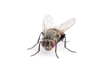 Wall Mural - fly isolated on a white