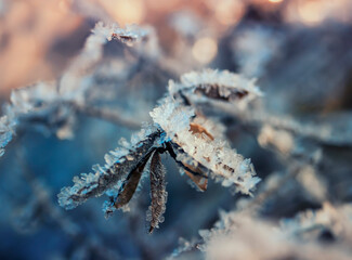 Wall Mural - natural background with grass covered with shiny beautiful ice crystals in the morning autumn Sunny garden