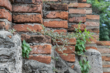 Wall Mural - Close-up of Cracked concrete vintage brick wall background. Archaeological area. Pattern on the wall with space for text, No focus, specifically.