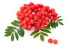 Rowan bunch red ripe berries with leaf on white background