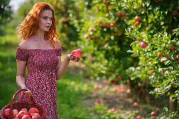 Beautiful young woman picking ripe organic apples in basket in orchard or on farm on a fall day