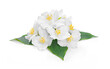 jasmin flowers isolate on white background