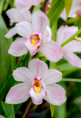 Wall Mural - pink and white orchid in garden