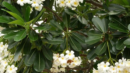 Wall Mural - Many exotic white flowers. Blooming Frangipani Plumeria Leelawadee set of white tropical flowers on green tree. Natural tropical exotic background