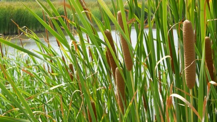 Thickets of reeds on background of lake or pond water. Thick brown reed with leaves on background of calm water and green shore in Thailand. Concept of nature conservation, recreation and fishing.