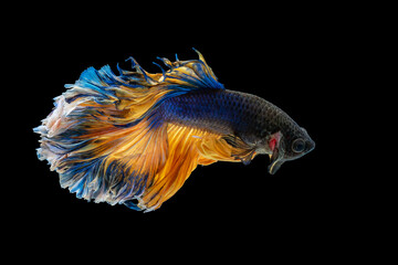 Thailand Fancy Betta fish blue and yellow gold colour isolated on black background