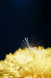 close up of a yellow dandelion flower with white fluff