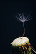 macro photo of white dandelion fluffs one