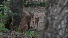 Young Eurasian Lynx (Lynx Lynx) Greeting Mother Who Licks Its Rear / Behind / Bottom In Forest