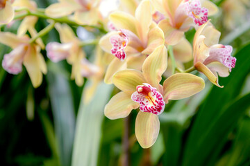 Wall Mural - pink and yellow orchid flowers in garden