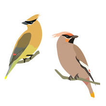 Vector Illustration With Birds Waxwing