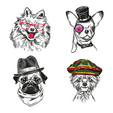 Dogs With Various Accessories. Chihuahua, Pug, Yorkshire Terrier And Pomeranian Dog.