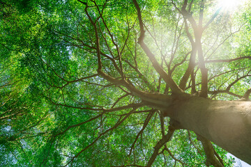 Wall Mural - Bottom view of tree trunk to green leaves of big tree in tropical forest with sunlight. Fresh environment in park. Green plant give oxygen in summer garden. Forest tree with small leaves on sunny day.