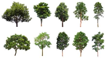 set tree tropical isolated on white background