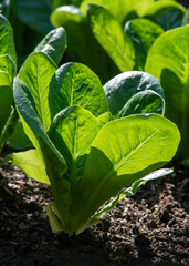 Wall Mural - homegrown lettuce