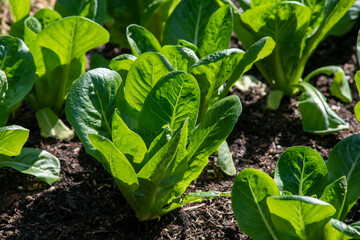 Wall Mural - young growing  lettuce