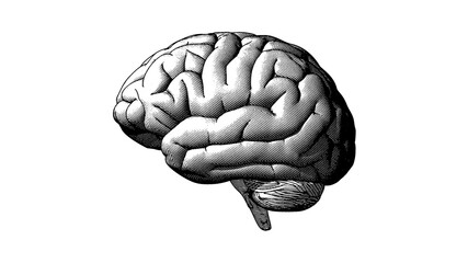 Wall Mural - Human brain side view drawing illustration on white BG