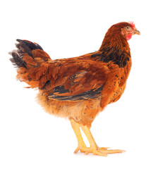 Sticker - Brown hen isolated.