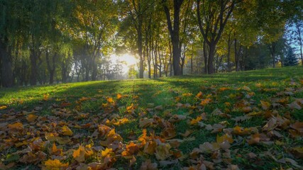 Wall Mural - Autumn park at sunrise. Camera moves over carpet of yellow autumn leaves. Great walk in the morning autumn park, gold autumn. HDR gimbal shot