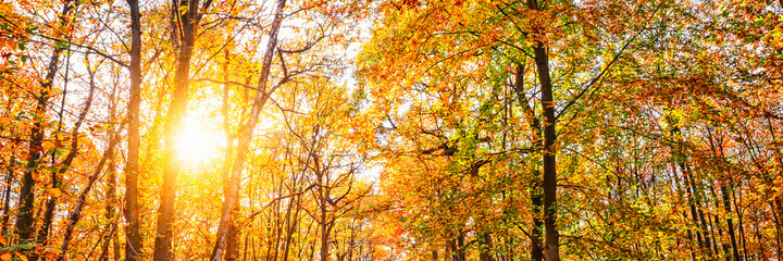 Wall Mural - panorama of trees with sun in a forest in autumn
