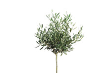  Young Olive Tree On Light Background. Space For Text