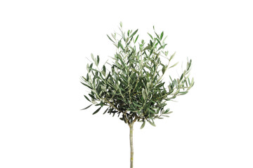 young olive tree on light background. space for text