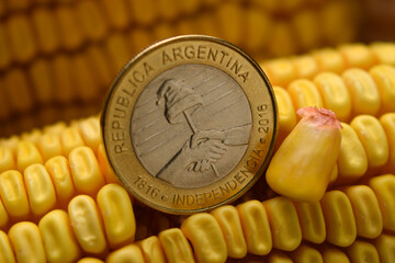 Poster - Moneda argentina en la mazorca de maíz ft0209_0580 Argentine currency on corn cob	