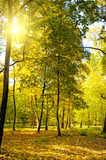 Fototapeta Nowy Jork - Colourful autumn forest trees in the sun