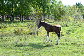 white horse in the field