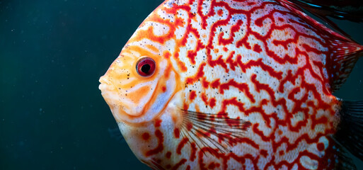 Poster - Colorful fish from the spieces Symphysodon discus in aquarium.