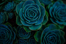 Green And Blue Succulents On Black Background. Desert Plants. Geometrical Plants.
