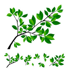 summer tree branch with fresh green leaves. vector illustration