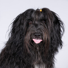 Wall Mural - Schapendoes or Dutch Sheepdog sticking out her tongue isolated on a white background