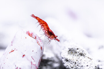 Wall Mural - Red shrimp foraging under water in aquarium 