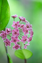Closeup Hoya Carnosa Flower