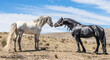 Gray Andalusian  Horse touching noses with black Friesian Horse