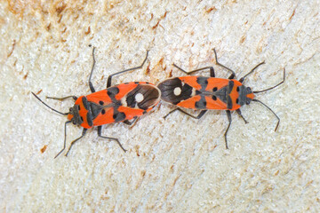 Bugs mating (Lygaeus equestris)